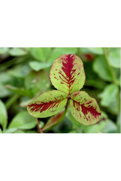 Декоративне листя конюшини з пурпуровим візерунком